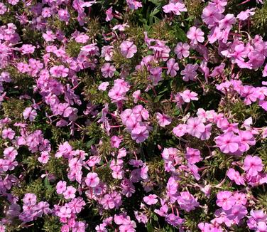 Phlox paniculata 'Uptown Girl' - Garden Phlox from Pleasant Run Nursery