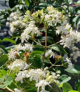 Heptacodium miconioides 'Tianshan' - Seven-Son Flower from Pleasant Run Nursery