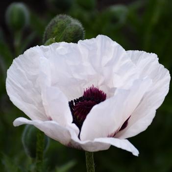 Papaver oriental 'Royal Wedding' - Oriental Poppy (Photo: Walters Gardens)