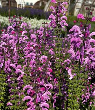 Salvia pratensis 'FASHIONISTA Moulin Rouge' - Meadow Sage from Pleasant Run Nursery