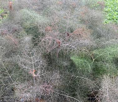 Foeniculum vulgare 'Purpureum' - Common Fennel from Pleasant Run Nursery