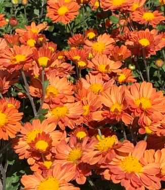 Chrysanthemum Mammoth™ 'Dark Bronze Daisy' - Hardy Mum from Pleasant Run Nursery