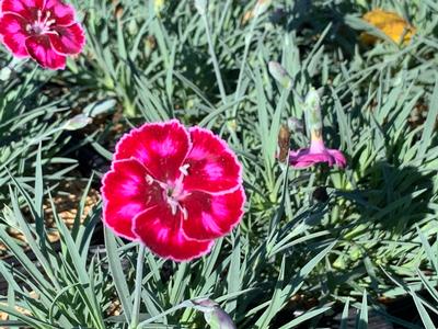 Dianthus x Mountain Frost™ 'Ruby Glitter' - Cheddar Pinks from Pleasant Run Nursery