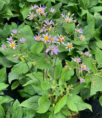 Aster macrophyllus 'Twilight' - Big Leaf Aster from Pleasant Run Nursery