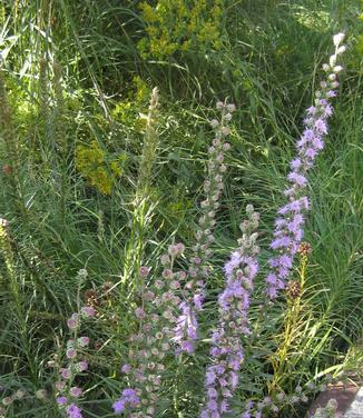 Liatris spicata - Gayfeather from Pleasant Run Nursery