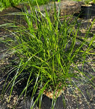 Carex muskingumensis - Palm Sedge from Pleasant Run Nursery