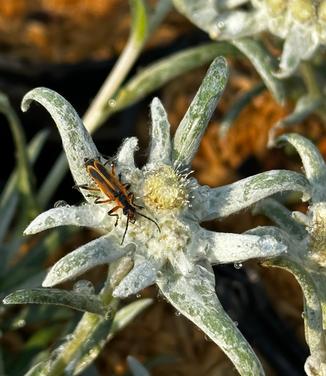 Leontopodium alpinium 'Blossom of Snow' - Edelweiss from Pleasant Run Nursery
