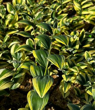 Polygonatum odoratum 'Angel Wing' - Soloman's Seal from Pleasant Run Nursery