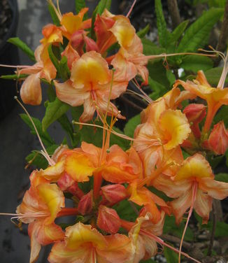 Rhododendron calendulaceum