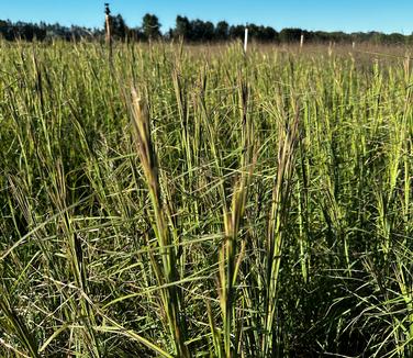 Andropogon glomeratus - Bushy Bluestem from Pleasant Run Nursery