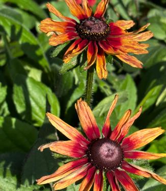 Rudbeckia hirta 'Sahara' - Black-Eyed Susan from Pleasant Run Nursery