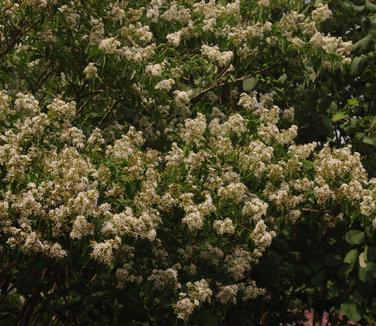Lagerstroemia fauriei Townhouse