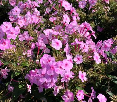 Phlox paniculata 'Uptown Girl' - Garden Phlox from Pleasant Run Nursery