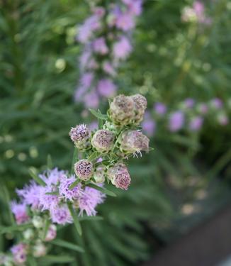 Liatris spicata - Gayfeather from Pleasant Run Nursery