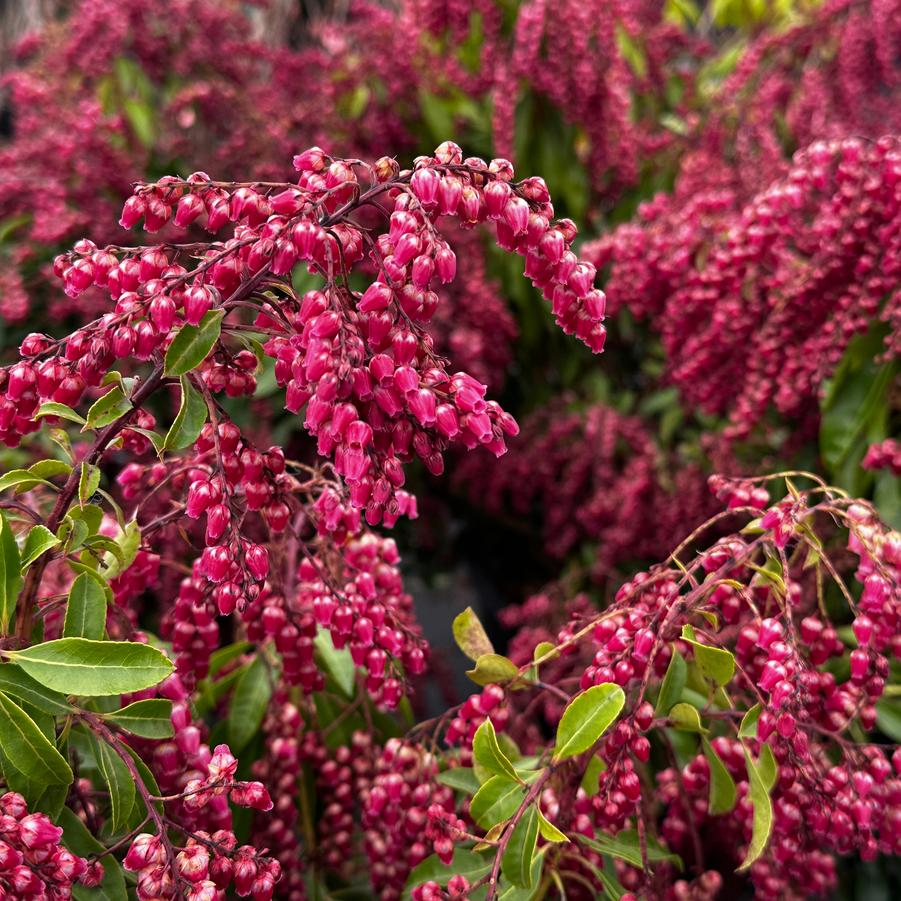 Pieris japonica 'Valley Valentine' - Andromeda from Pleasant Run Nursery