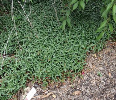 Euonymus fortunei Wolong Ghost (@ JC Raulston)