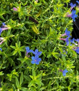 Lithodora diffusa 'Gold 'n Sapphires' - Lithodora- Grace Ward from Pleasant Run Nursery