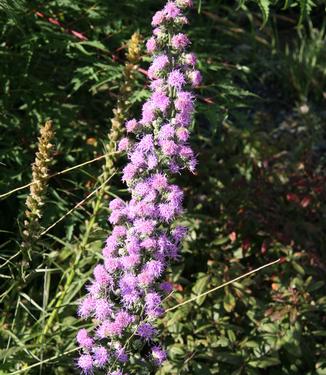 Liatris spicata - Gayfeather from Pleasant Run Nursery