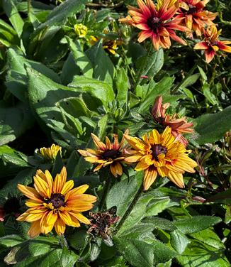 Rudbeckia hirta 'Sahara' - Black-Eyed Susan from Pleasant Run Nursery