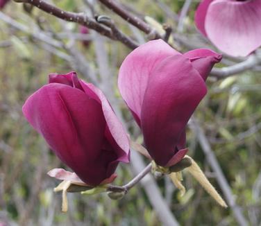 Magnolia x Purple Prince