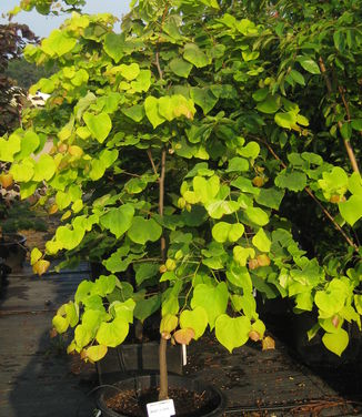 Cercis canadensis Hearts of Gold