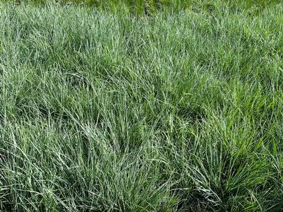 Schizachyrium scoparium - Little Blue Stem from Pleasant Run Nursery