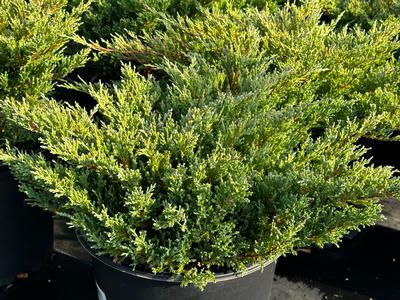 Juniperus horizontalis 'Andorra Compacta' - Juniper Andorra from Pleasant Run Nursery