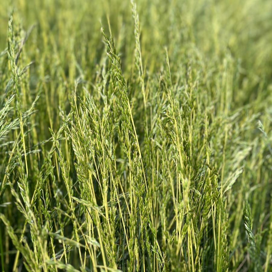 Festuca arundinacea 'Glow Sticks' - Fescue from Pleasant Run Nursery