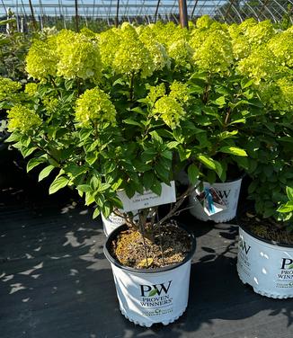 Hydrangea paniculata Lime Lime Punch® - Panicle Hydrangea from Pleasant Run Nursery