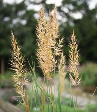 Sorgastrum nutans 'Golden Sunset' - (Photo: North Creek Nurseries)