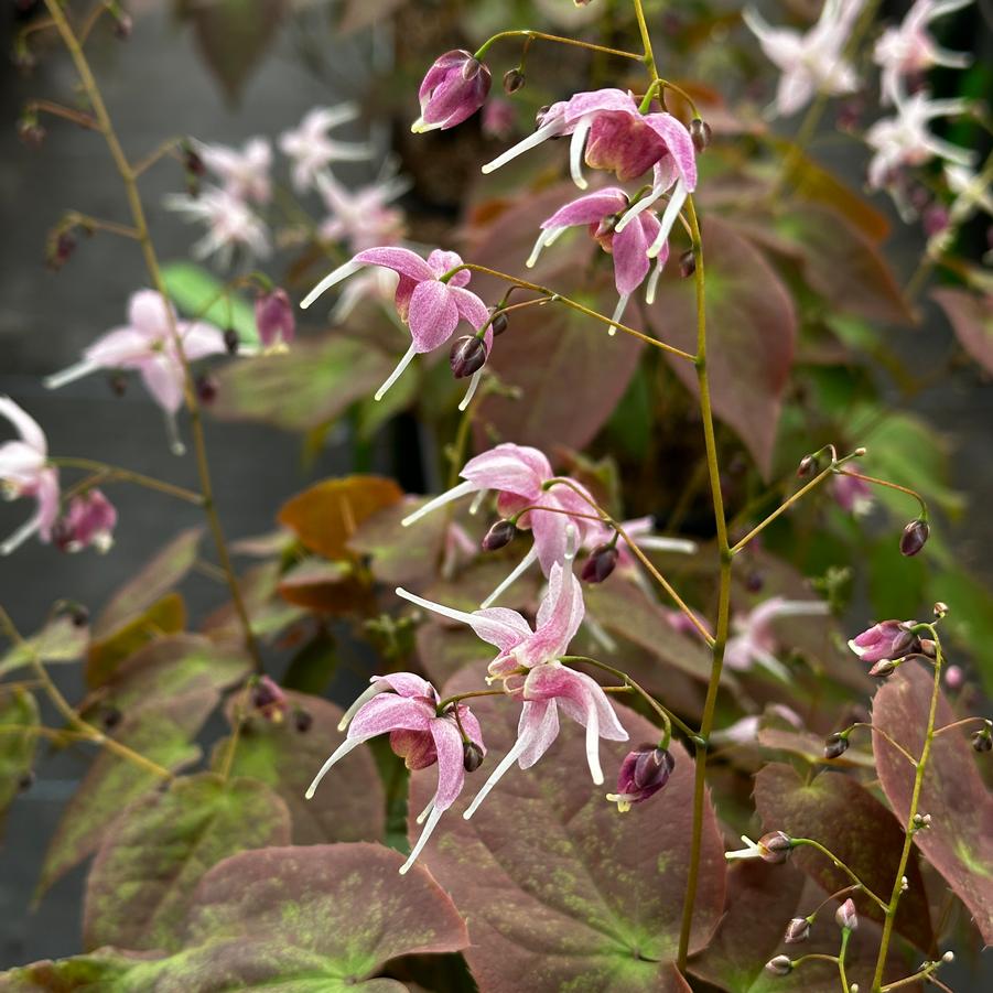 Epimedium grandiflorum 'Pretty in Pink' - Barrenwort from Pleasant Run Nursery