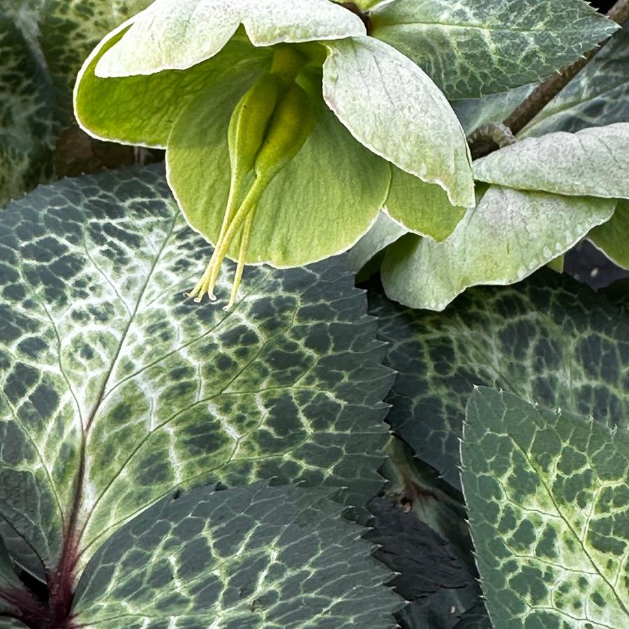 Helleborus x 'Frostkiss Illumi Lime' - Christmas Rose from Pleasant Run Nursery