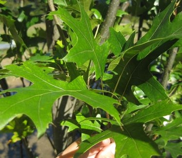 Quercus palustris Green Pillar