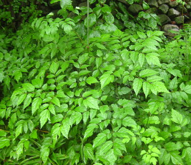 Actaea (Cimicifuga) racemosa - Berkshire Botanical