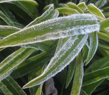 Carex plantaginea - Seersucker Sedge (w/ frost)