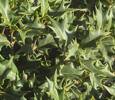 Osmanthus heterophyllus Gulftide