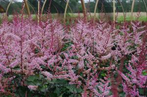 Astilbe x Delft Lace - Astilbe