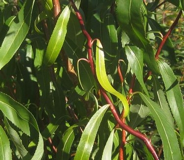 Salix x Swizzlestick