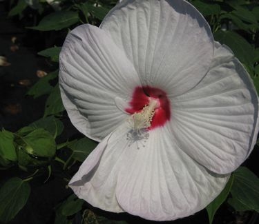 Hibiscus moscheutos Luna™ White