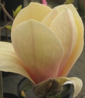 Magnolia x Yellow Lantern