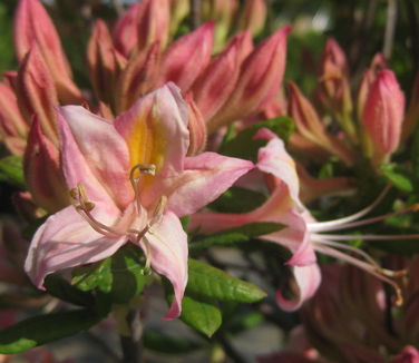 Rhododendron atlan. x pericly. 'Choptank Rose'