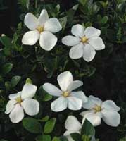 Gardenia jasminoides 'Kleim's Hardy' - Cape Jasmine