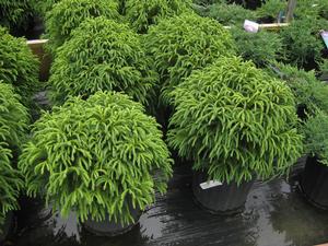 Cryptomeria japonica 'Globosa Nana' - Japanese Cedar