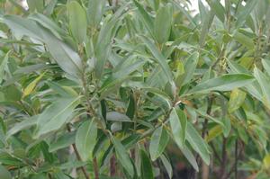 Magnolia virginiana Green Mile - Sweetbay Magnolia