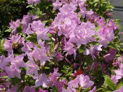 Rhododendron yedoense var. poukhanense 'Compacta'