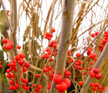 Ilex verticillata 'Maryland Beauty' 