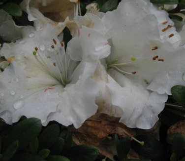 Rhododendron Gumpo White