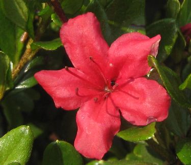 Rhododendron 'Hino-Crimson'