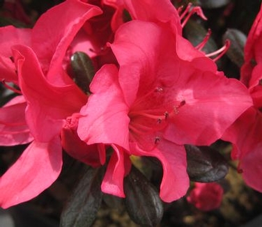 Rhododendron kaempferi Johanna