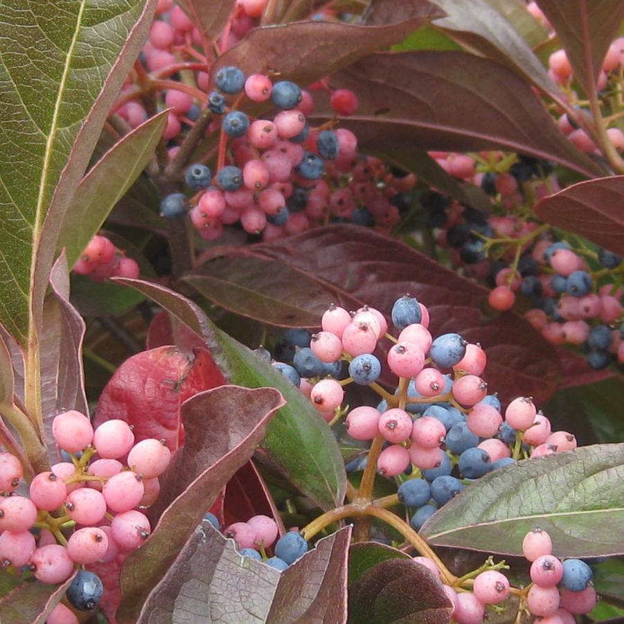 Viburnum nudum Winterthur (fall color)